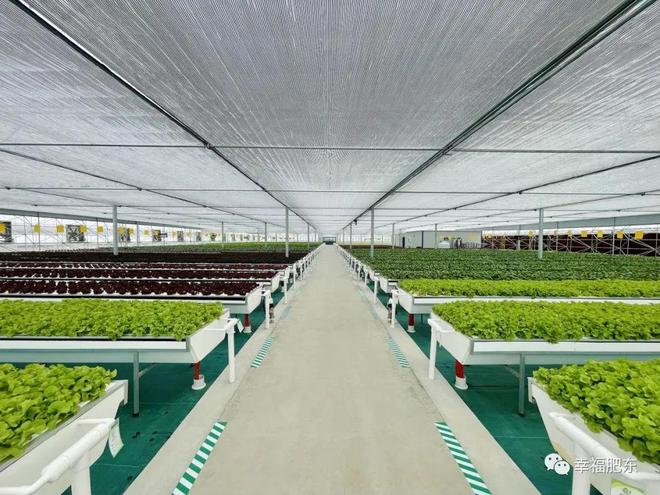 全省首批！肥東縣引領現代化蔬菜種植新篇章