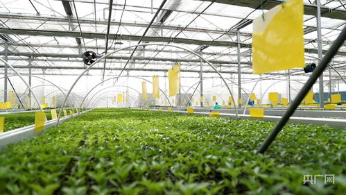 青海設施蔬菜生產格局初具雛形，總種植面積超10萬畝